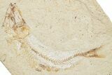 Cretaceous Fossil Fish (Scombroclupea?) - Lebanon #251411-1